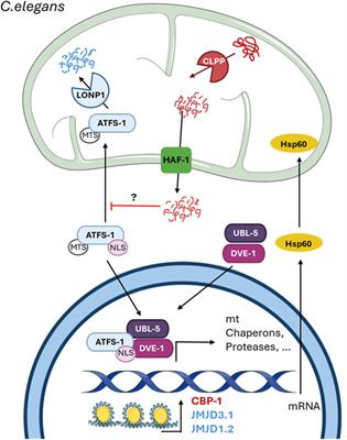 Mitochondrial unfolded protein response (UPRmt): what we know thus far